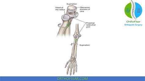 Proximal Radioulnar Joint