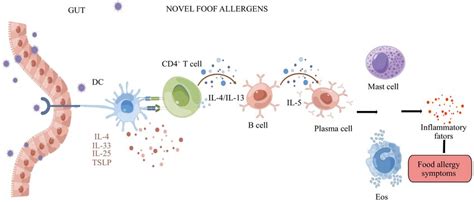 The simple mechanism of IgE-mediated food allergy. (Drawn by Figdraw ...