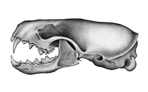 Mink Skull Skull Drawing, Drawing, Animal Skeleton, Illustration PNG Transparent Image and ...