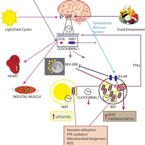 Molecular Pathways Of The Circadian Clock Control On The Cell Cycle