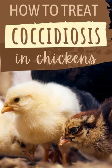 How To Treat Coccidiosis In Chickens