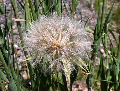 Western Salsify Weedalert