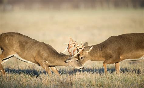 The Rut: Mating season breeds mayhem for white-tailed deer - 101 ...