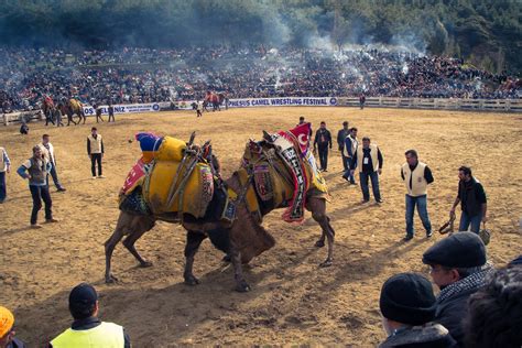 Camel Wrestling In Turkey 2024 2025 Roveme