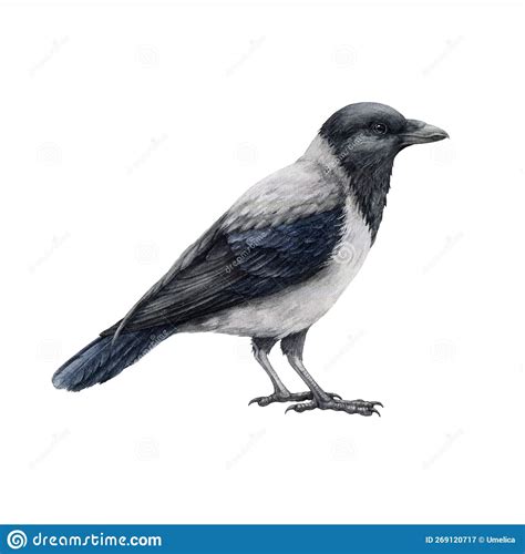 Grey Crow Watercolor Illustration Hand Drawn Hooded Crow Detailed