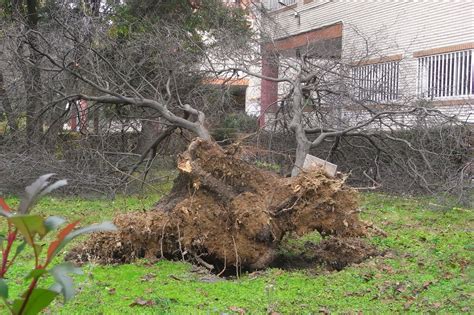 Blog Educativo De Miguel Pele EL VIENTO ARRANCA DE CUAJO UN PRUNO ROJO