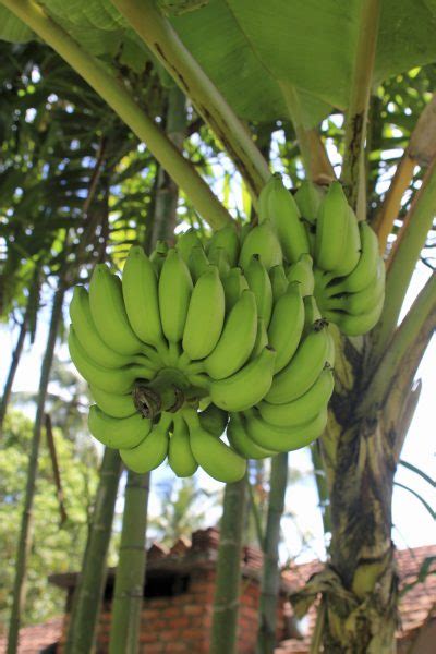 Può una pianta di banana coltivare frutta come ottenere alberi di