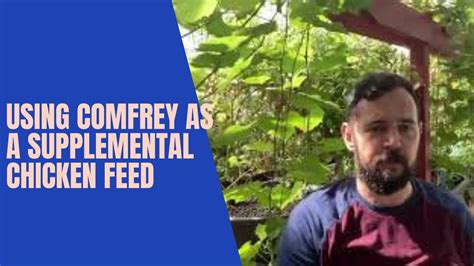 Using Comfrey As Supplemental Chicken Feed Youtube