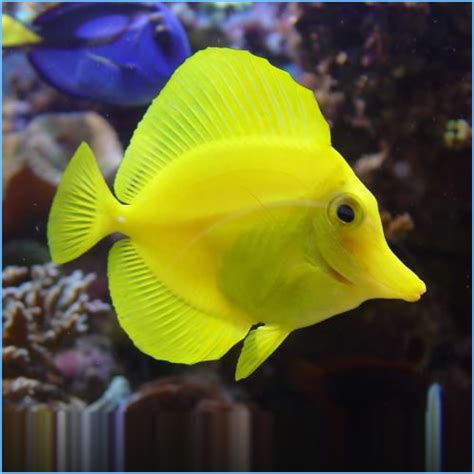 Yellow Tangfish or Yellow Tang | Pete's Aquariums & Fish