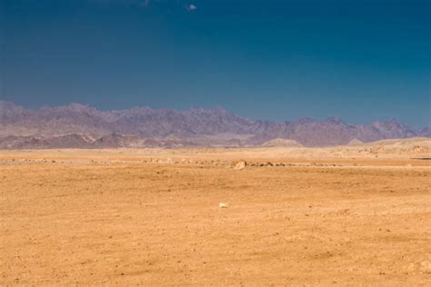 Best Sinai Desert Stock Photos, Pictures & Royalty-Free Images - iStock