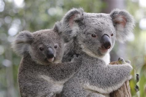 Koala Bears as Pets - Pet Ponder