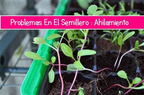 Plantas Que No Crecen Consejos Y Trucos Para Solucionar El Problema