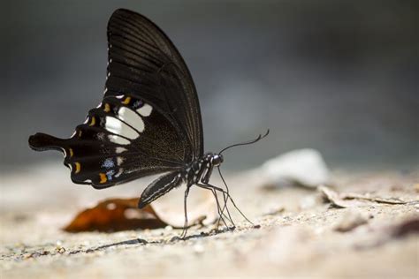 Borboleta Preta Significado Espiritual Voc Precisa Saber Disso