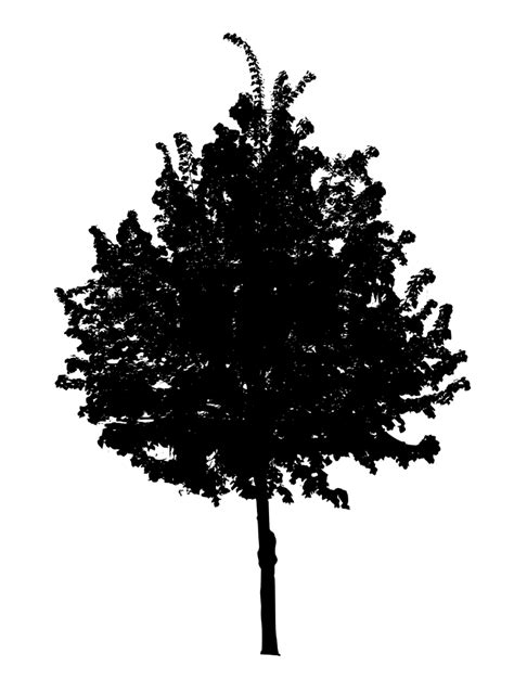 7 Black Tree PNG Image Transparent | OnlyGFX.com