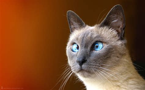 HD wallpaper: animals, blue eyes, cats, Siamese Cats | Wallpaper Flare