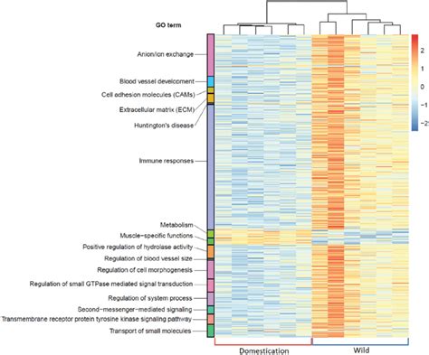 Heatmap Showing The Differentially Expressed Genes Assigned To Their