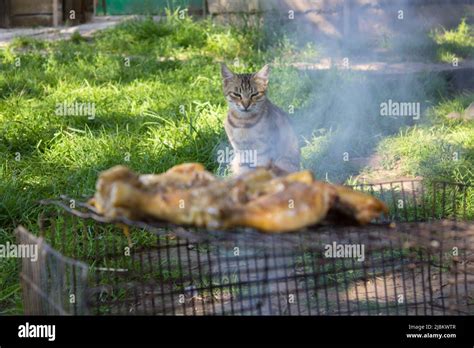 Cat Meat At The Grill Stock Photo Alamy