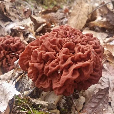 Morel Mushroom Identification What To Look For And What To Avoid