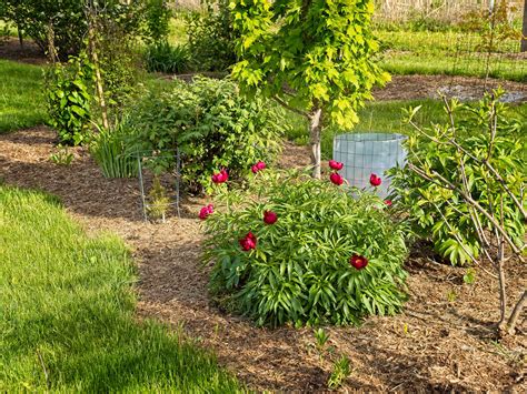 Paeonia Early Scout Xpeony J Paeonia Early Sco Flickr