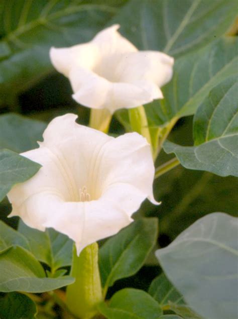 How To Plant And Grow Moonflower