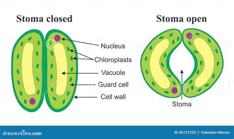 Guard Cell Diagram Labelled