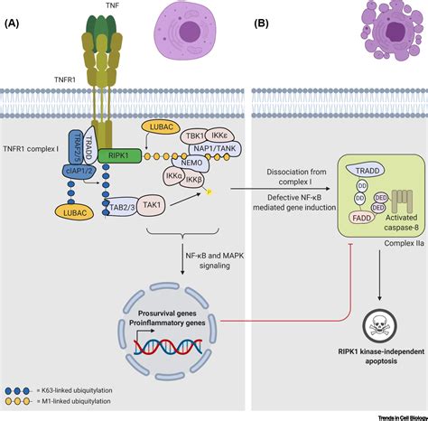 Ripk1 Kinase Dependent Death A Symphony Of Phosphorylation Events