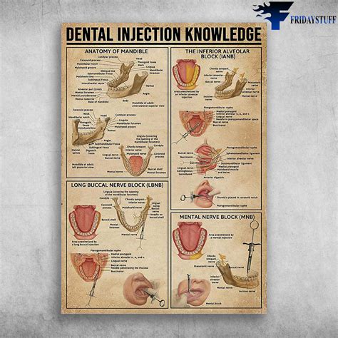 dental injection knowledge anatomy  mandible  inferior alveolar