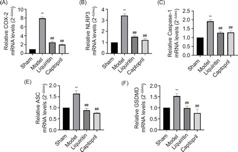 Figure From Liquiritin Ameliorates Acute Myocardial Infarction Via