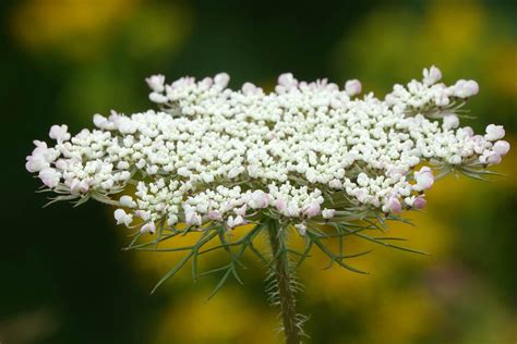 Poison Hemlock Vs Queen Annes Lace What Is The Difference Botany World