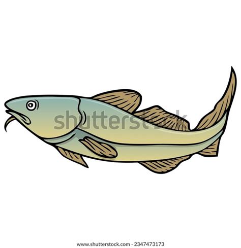 Cod Fish Vector Illustrationisolated On White Stock Vector Royalty