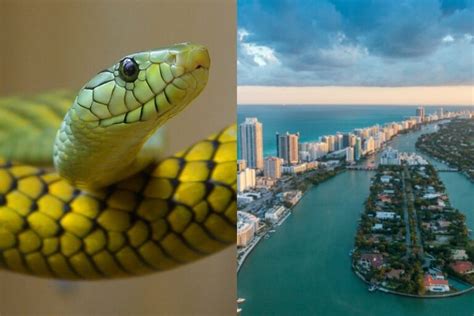 Are There Snakes In Florida? - Online Field Guide