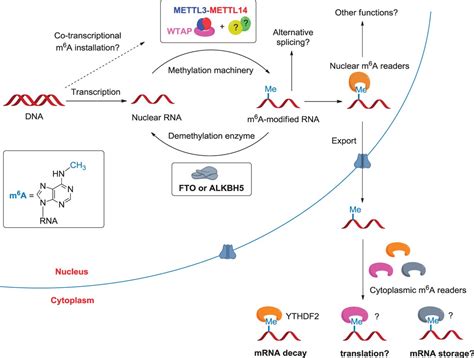 Rna N6 Methyladenosine Methylation In Post Transcriptional Gene