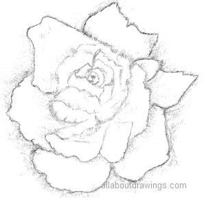 Beautiful Rose Pencil Drawings