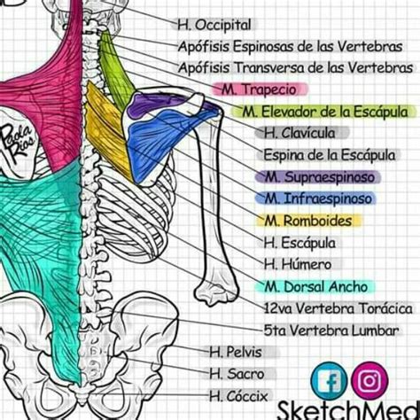 Back Muscles Overview Stretching Strengthening Ex Artofit