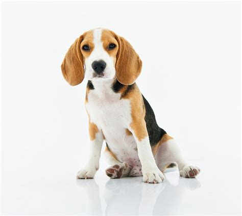 Beagle dog sitting white background | Free Photo - rawpixel