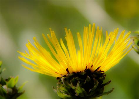 Wallpaper Flower Yellow Blomma Gul X Hd