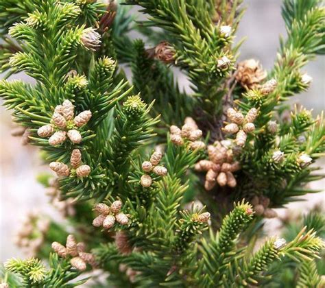 Black Dragon Cryptomeria Japanese Cedar New Life Nursery