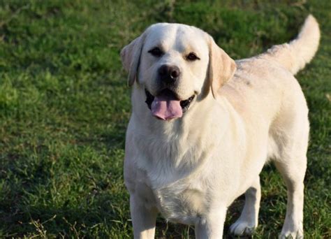 Cuccioli Labrador Disponibili Allevamento Labrador