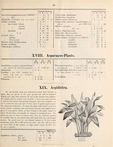 General Price List Of Vegetable Farm Tree Conifer Palm Flower And