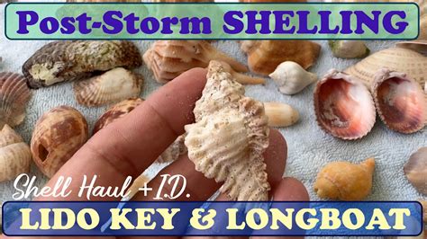 Shelling At Lido Key Longboat After Storm Debby Rare Finds Gifts