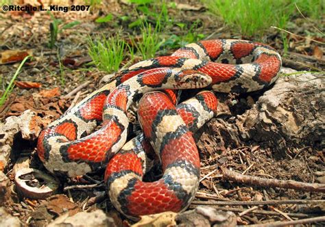 Red Milk Snake