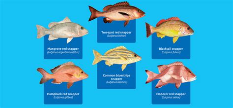 Reef Snappers Spc Coastal Fisheries And Aquaculture Cbfm