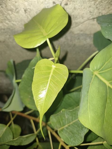 Green Leaf Of Ficus Religiosa X28 Bodhi Peepal Tree X29 Stock Image