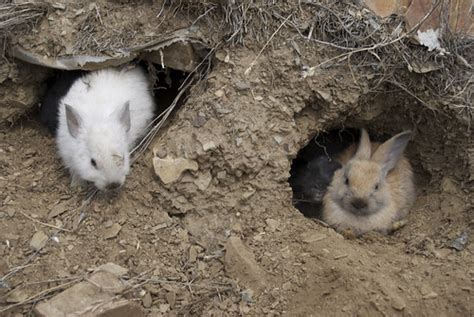 La Chachipedia El Conejo Común Oryctolagus Cuniculus