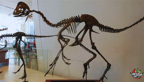 Descubre El Fascinante Mundo Del Oviraptor Un Dinosaurio único