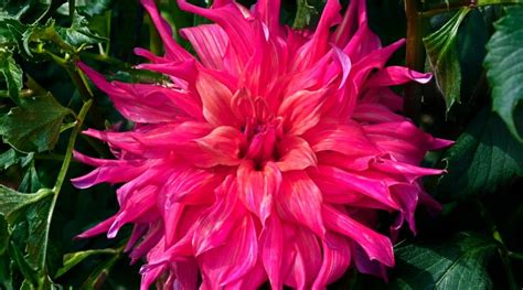 Dahlia Colors: What Colors Do These Beautiful Flowers Come in?