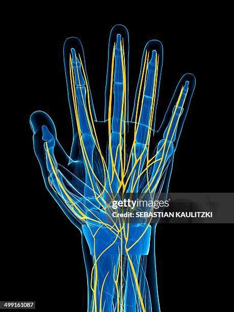 1,986 Hand Nerves Stock Photos, High-Res Pictures, and Images - Getty ...