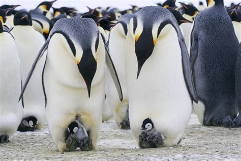 Emperor Penguins Mating