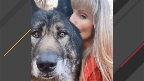 160 Pound Wolf Dog Named Trouble Turns Out To Be The Biggest