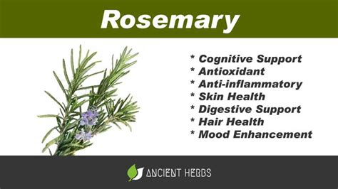 Rosemary Benefits Uses Dosage And Side Effects